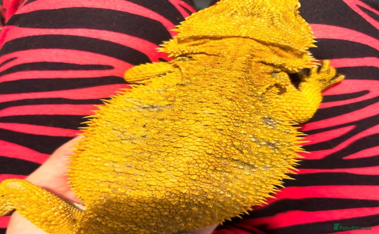 Bearded Dragon reptiles - Advert 1