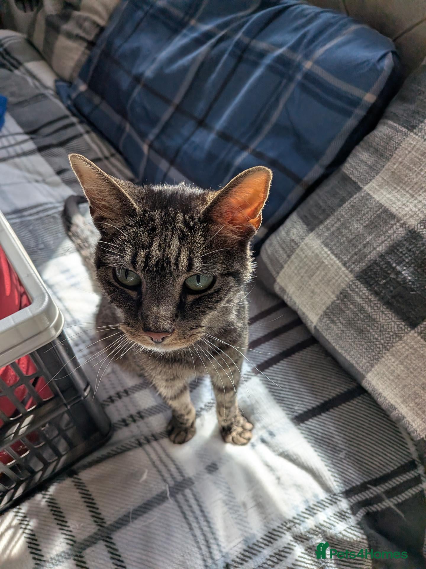Mixed Breed cats Petite tabby cat  - Advert 2