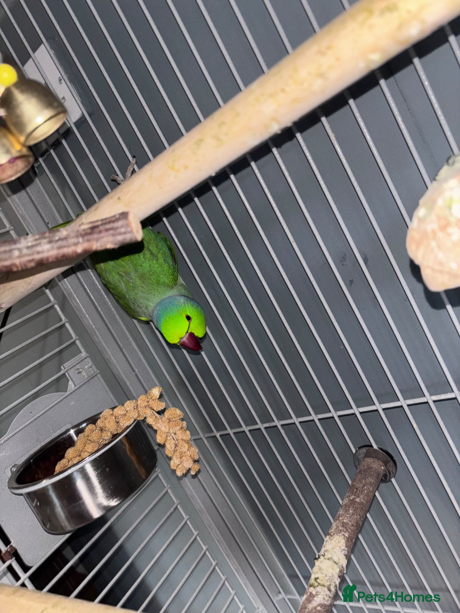 Ringnecks birds Indian ring neck  - Advert 2