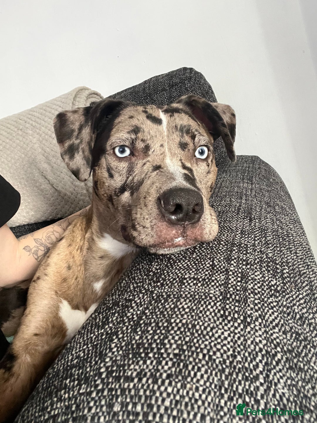 Mixed Breed dogs for sale: Mixed Breed merl Girl - Advert 3