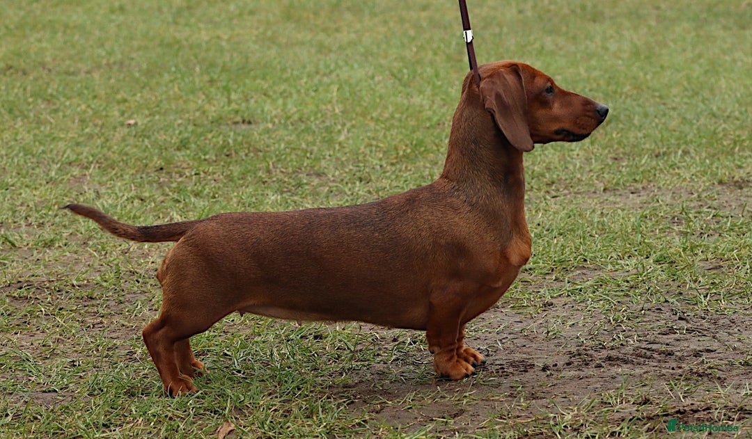 Miniature Dachshund dogs for sale: Outstanding Litter KC Reg Health Tested Parents - Image 6