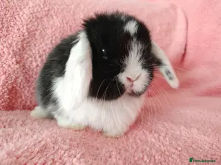 Mini Lop rabbits Baby mini lops for sale - Advert 16