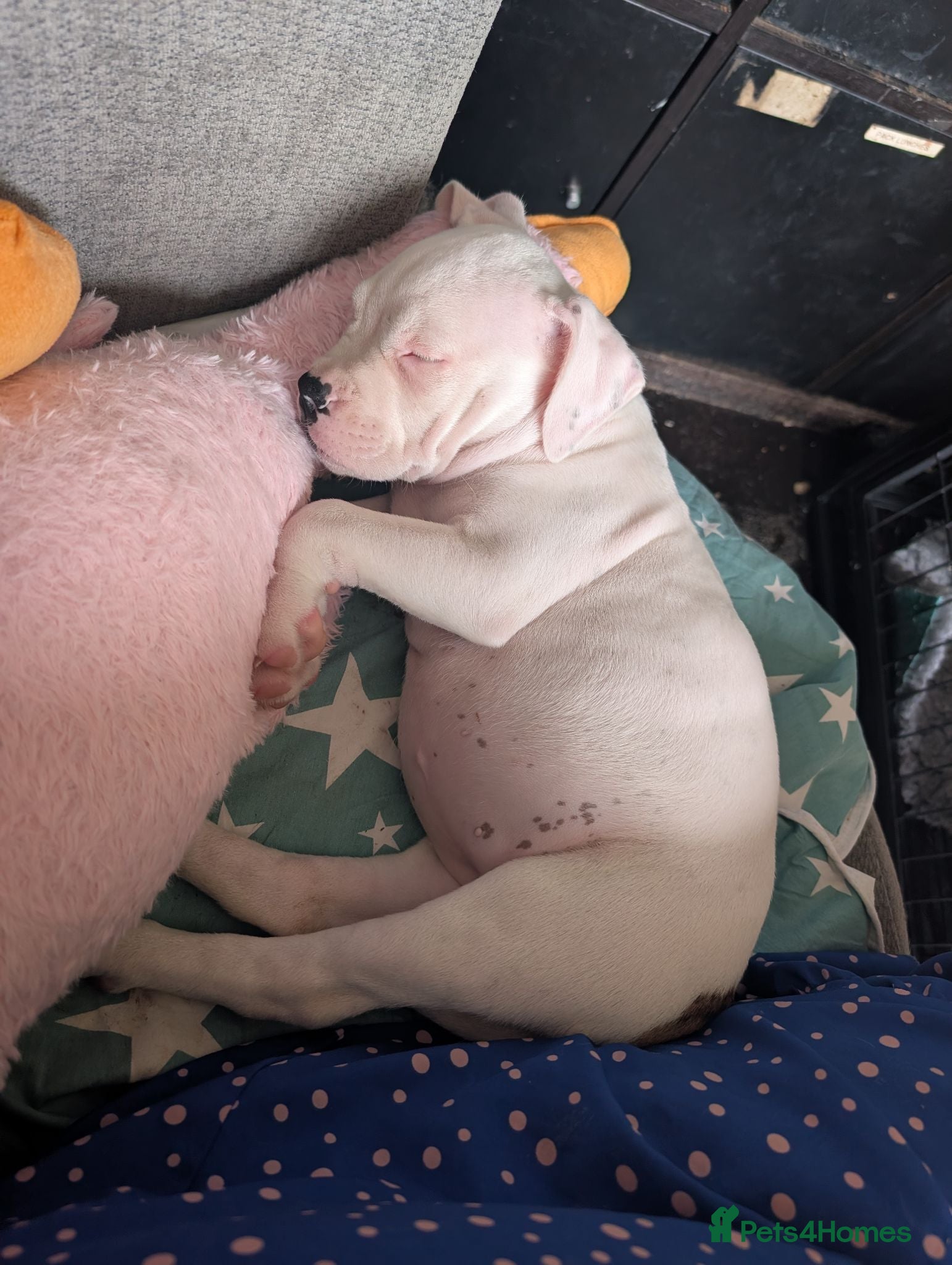 American Bulldog dogs Female American bulldog puppy - Advert 2