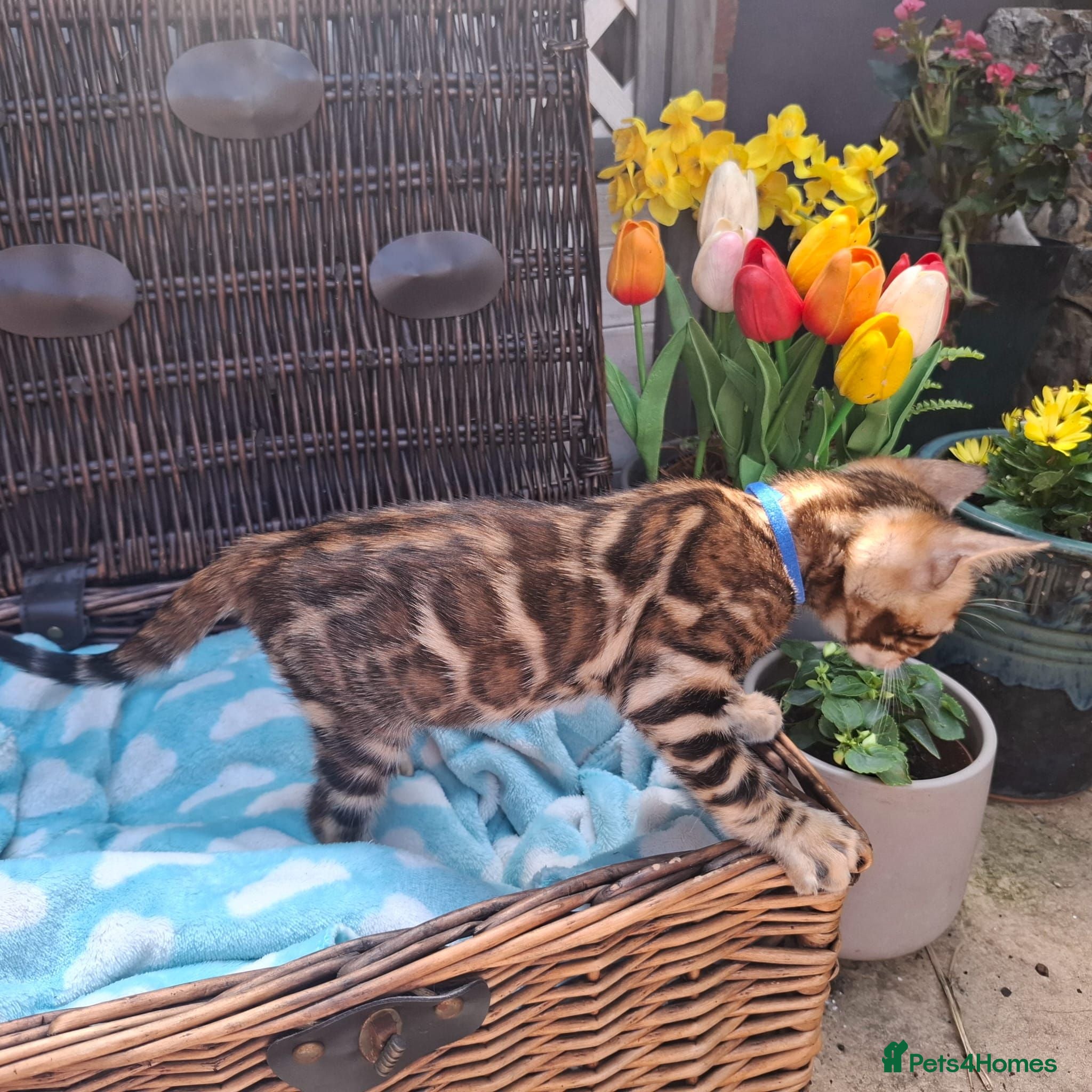 Bengal cats Stunning Bengal Kittens  - Advert 11
