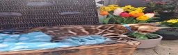 Bengal cats for sale: Stunning Bengal Kittens  - Advert 9
