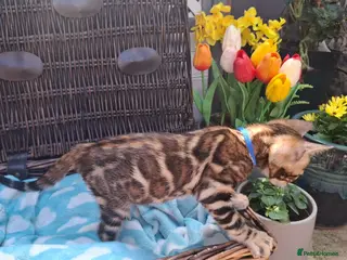 Bengal cats Stunning Bengal Kittens - Advert 11