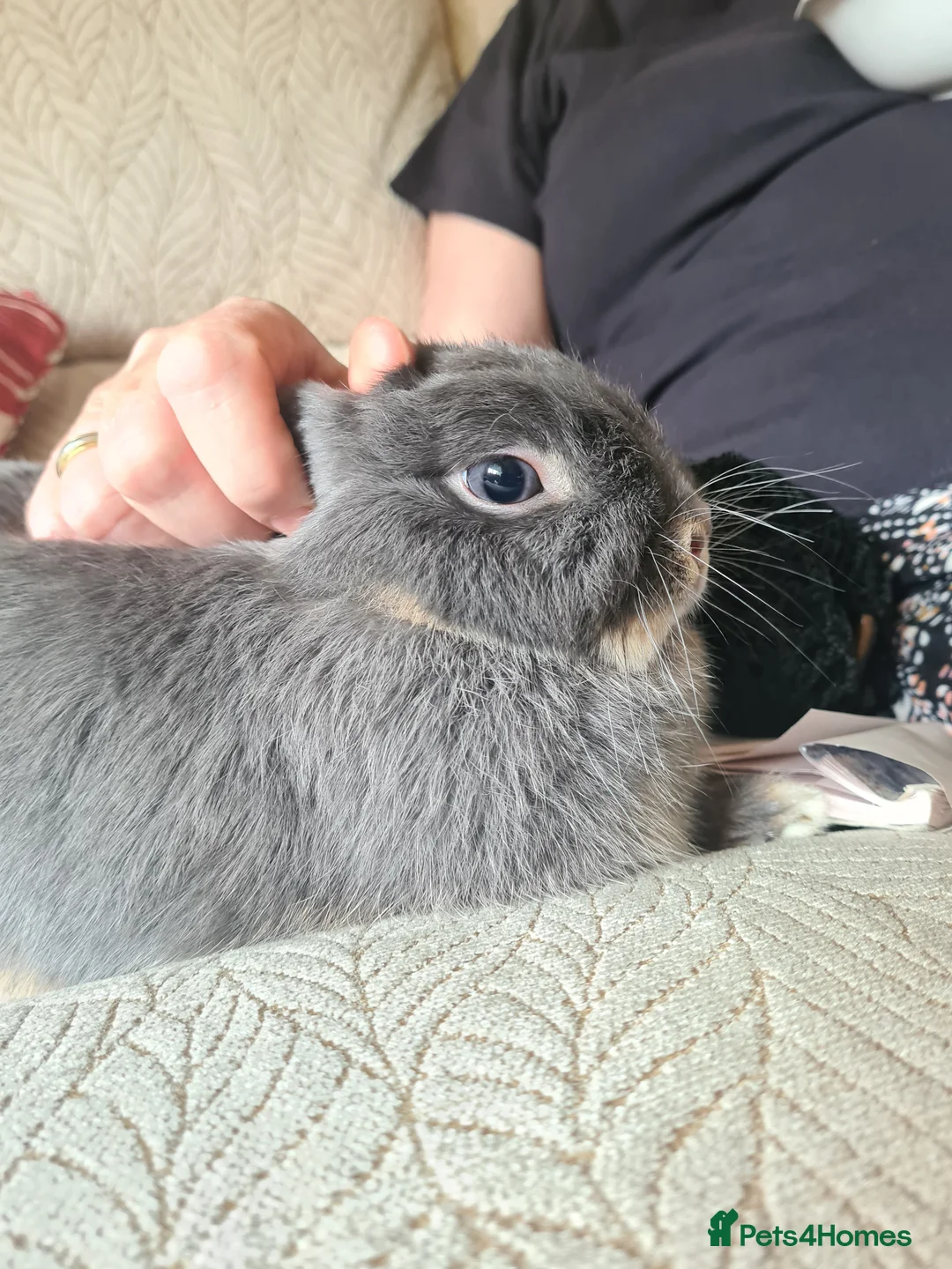 Netherland Dwarf rabbits for sale: Silver Netherland Dwarf in search of a loving home - Advert 2