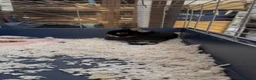 Netherland Dwarf rabbits for sale: Urgent Neutered House Black Otter Netherland Dwarf - Advert 2