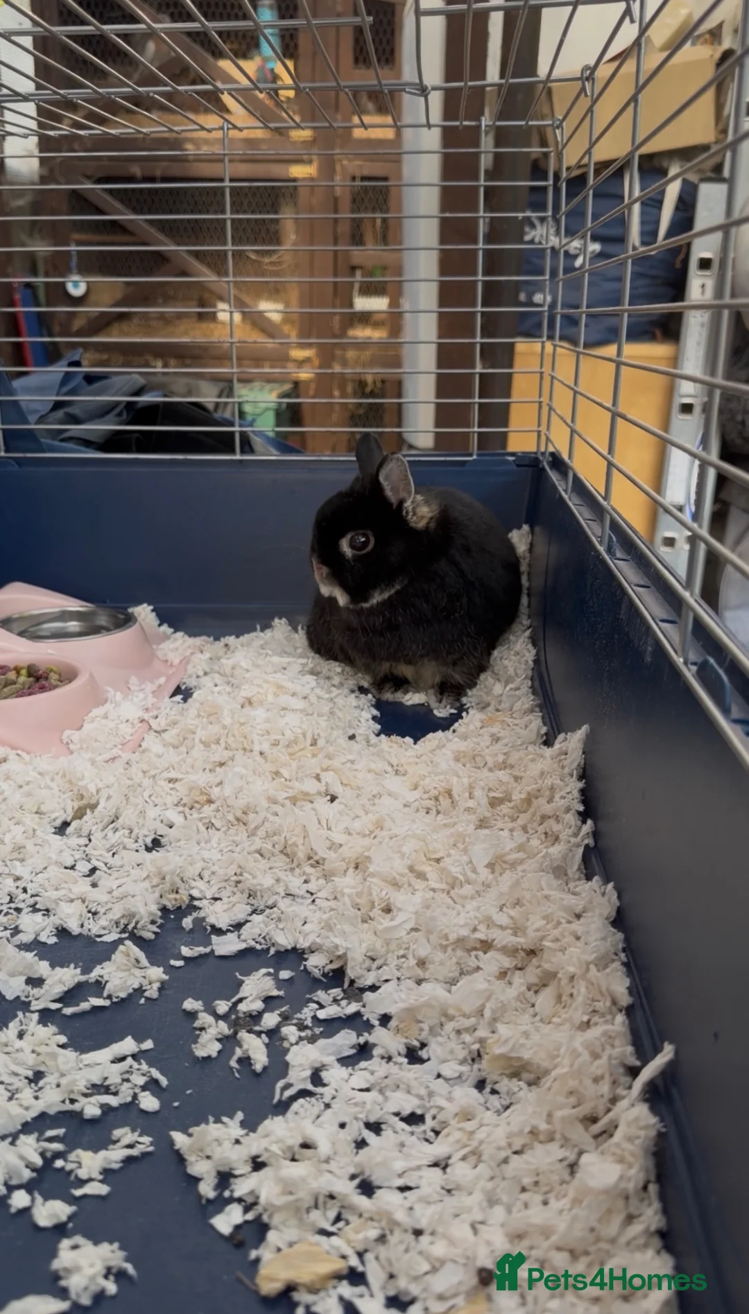 Netherland Dwarf rabbits for sale: Urgent Neutered House Black Otter Netherland Dwarf - Advert 2