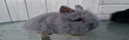 Lionhead rabbits for sale: Purebred Lionhead Rabbits  - Advert 4