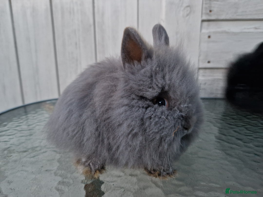Lionhead rabbits for sale: Purebred Lionhead Rabbits  - Advert 4