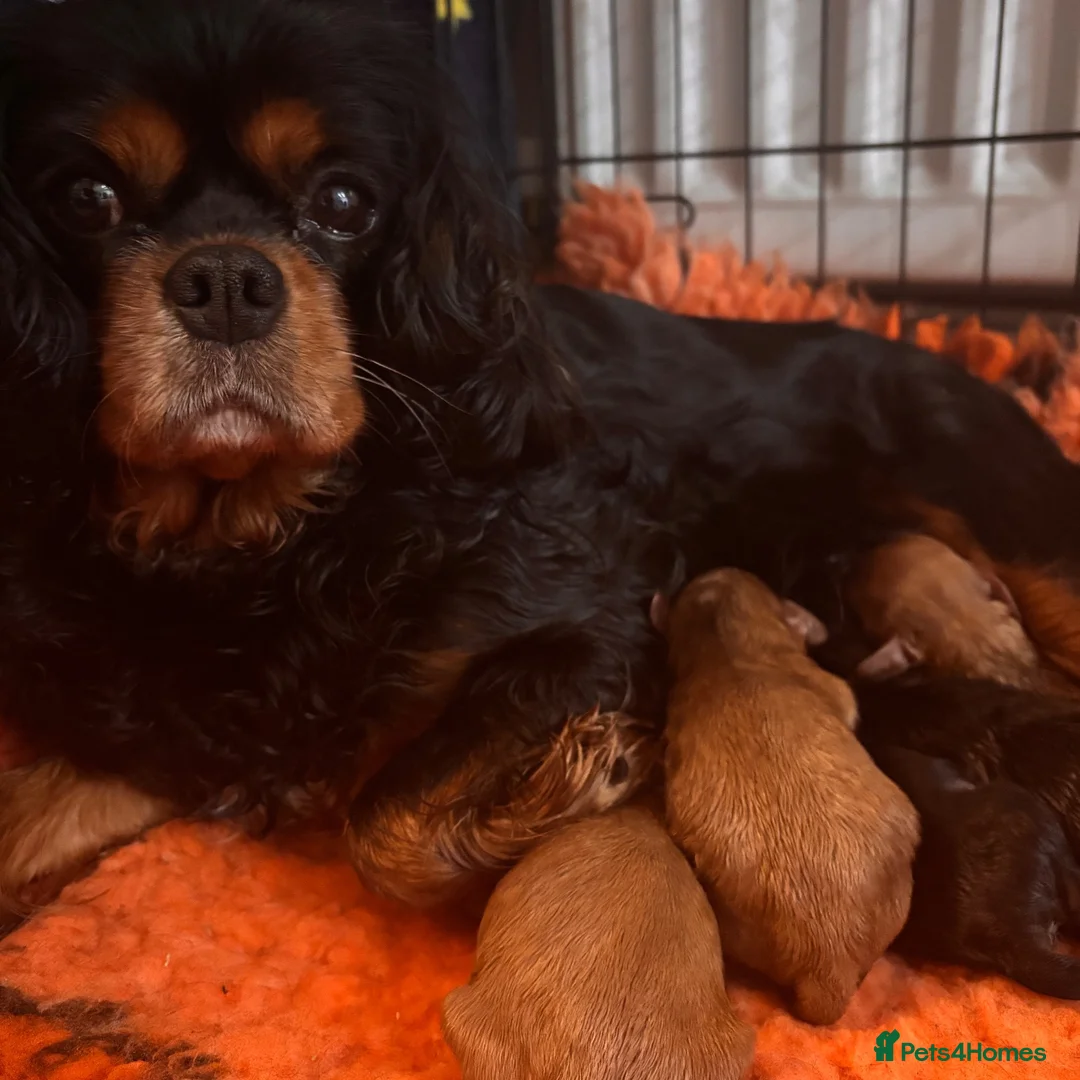 Cavapoo dogs for sale: Beautiful Ruby Cavapoo Pups  in Stafford - Advert 6