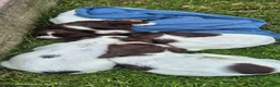 English Springer Spaniel dogs for sale: 3 beautiful springer pups  - Advert 7
