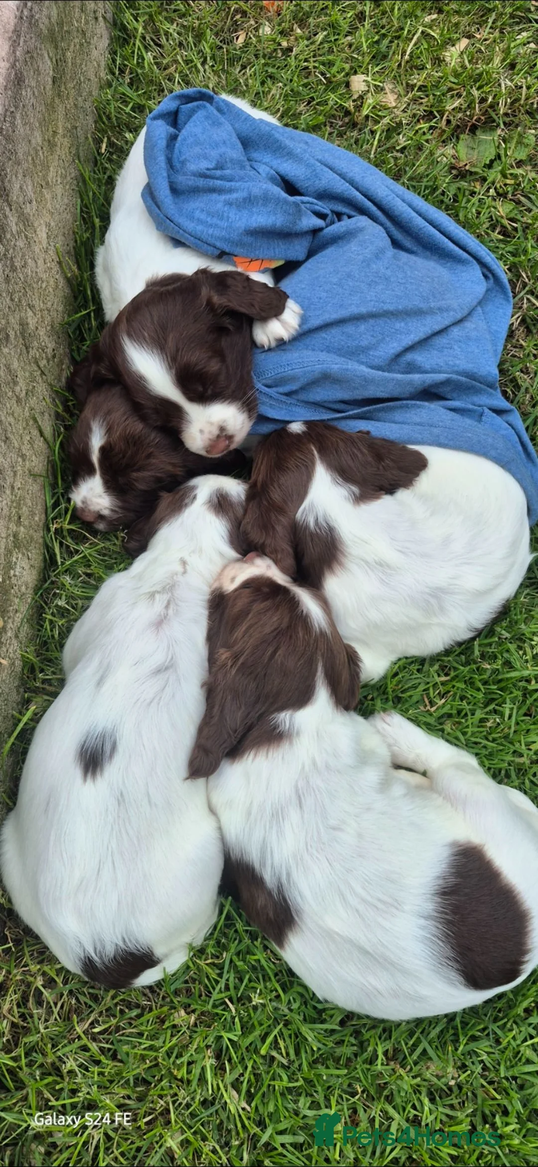 English Springer Spaniel dogs for sale: 3 beautiful springer pups  - Advert 7