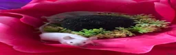 Mouse rodents for sale: Friendly fancy mice - Advert 6