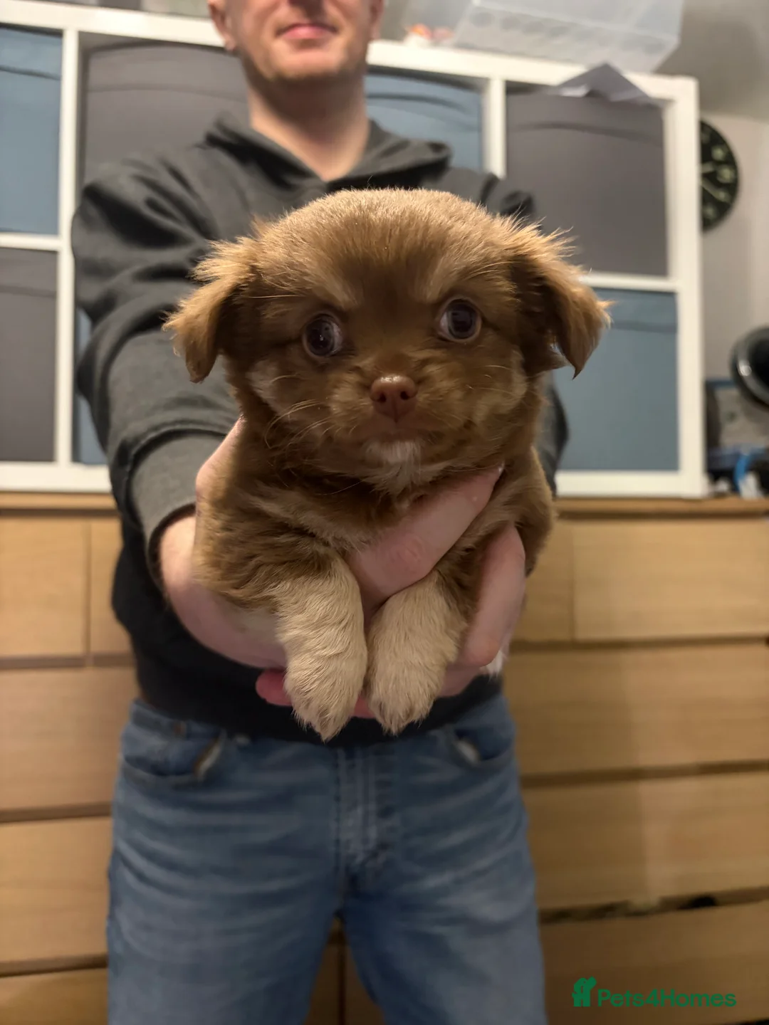 Chihuahua dogs for sale: One solid chocolate female chihuahua left!! ⭐️⭐️⭐️ - Advert 2