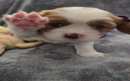 Cavalier King Charles Spaniel dogs for sale: 🐶 KC Cavalier King Charles Spaniel Puppies 🐶 - Image 5