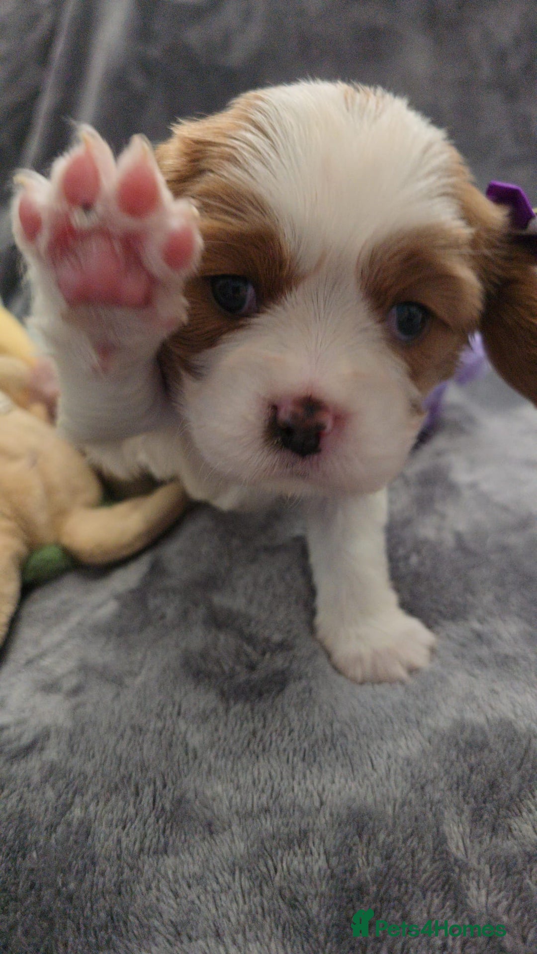 Cavalier King Charles Spaniel dogs for sale: 🐶 KC Cavalier King Charles Spaniel Puppies 🐶 - Image 5