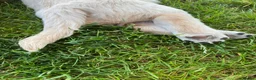 Golden Retriever dogs for sale: Golden Retriever Puppies in Thatcham - Advert 11
