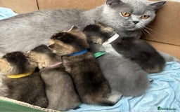 British Shorthair cats for sale: Lovely British Shorthair Golden TiCA - Image 15