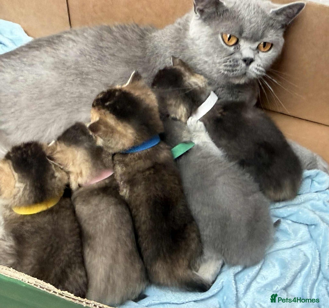 British Shorthair cats for sale: Lovely British Shorthair Golden TiCA - Image 15