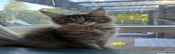Maine Coon cats for sale: Maine coon kittens  - Advert 6