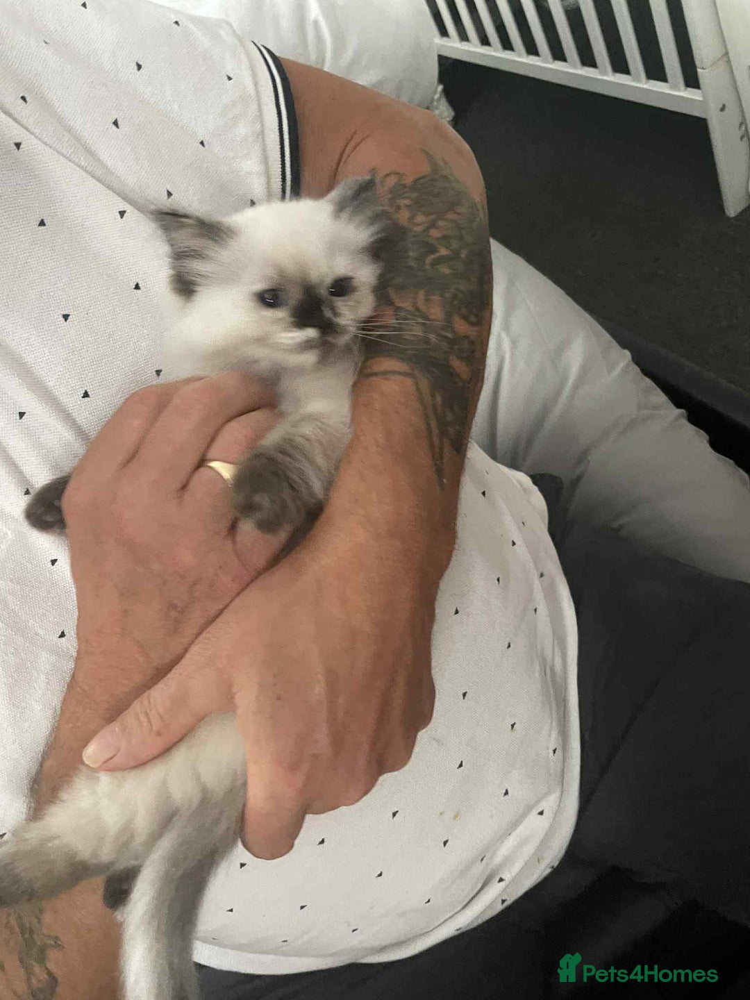 Ragdoll cats for sale: Ragdoll kittens  - Image 8