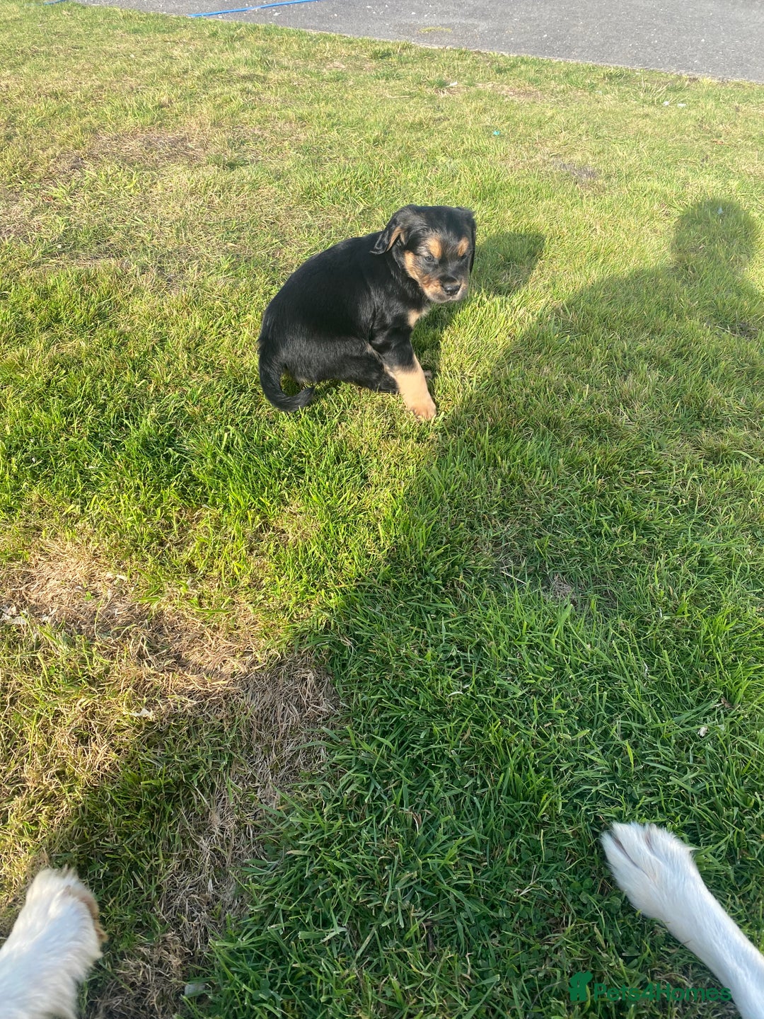 Mixed Breed dogs for sale: 8 Beautiful pups looking their forever home🥰 - Image 21