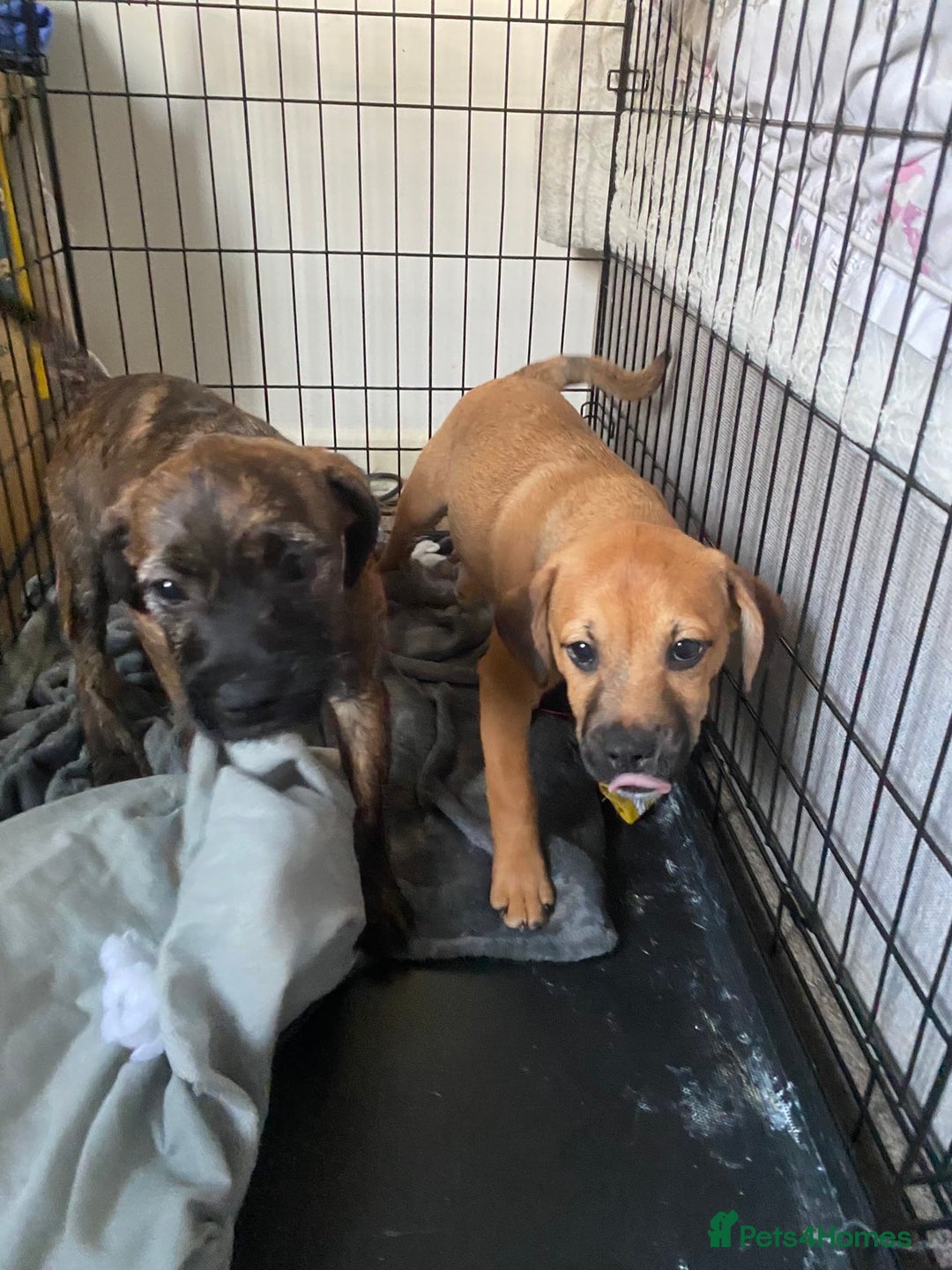 Mixed Breed dogs for sale: Puppies for sale !! 🐾 - Advert 4