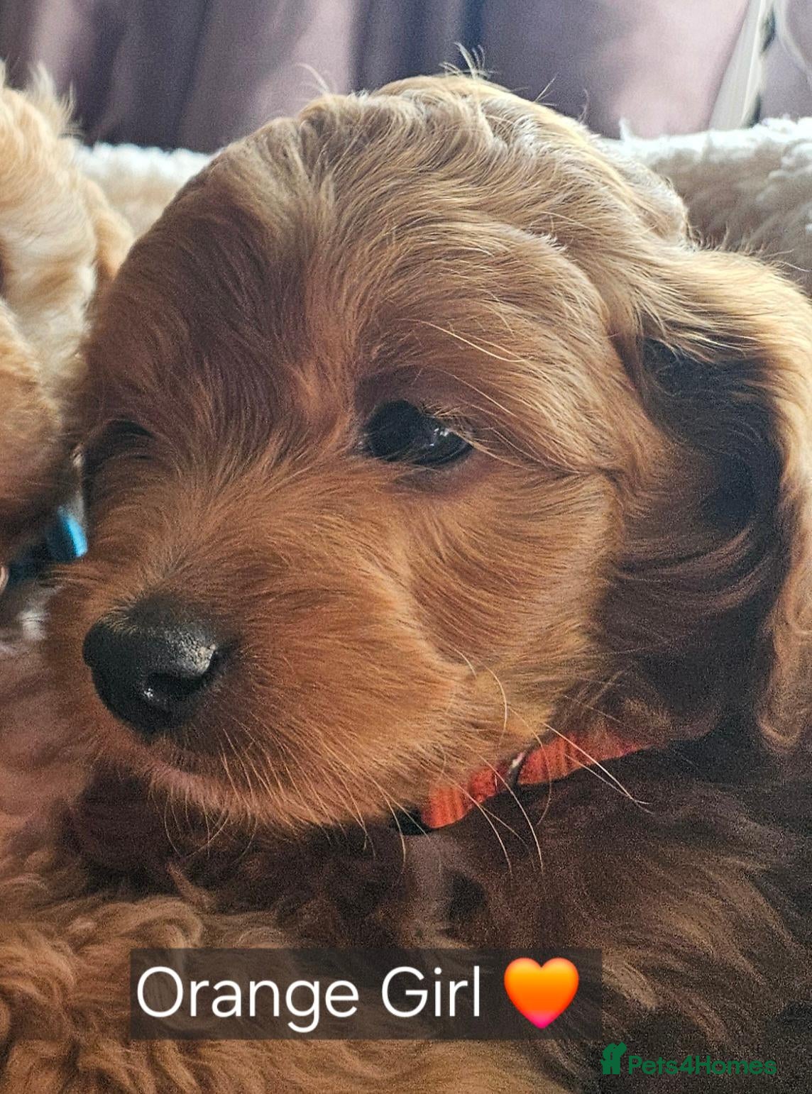Cockapoo dogs Ready licensed breeder, red f1b cockapoo litter - Advert 2