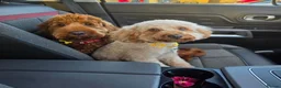 Mixed Breed dogs for sale: Cockapoo  - Advert 3