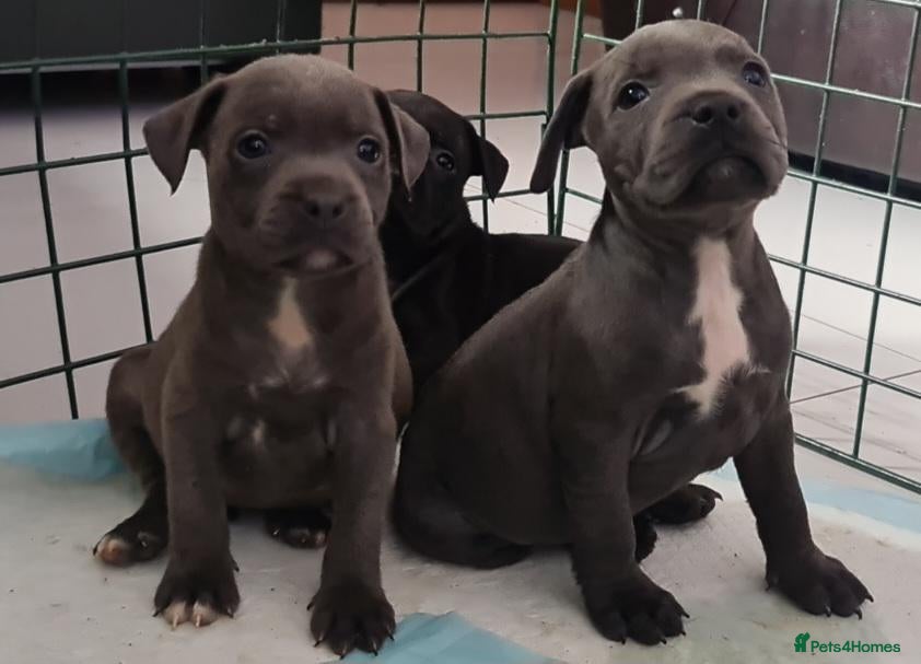 Staffordshire Bull Terrier dogs for sale: Amazing Champion Bred Blue and Black staffys   - Advert 5
