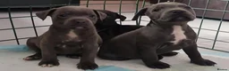 Staffordshire Bull Terrier dogs for sale: Amazing Champion Bred Blue and Black staffys   - Advert 1