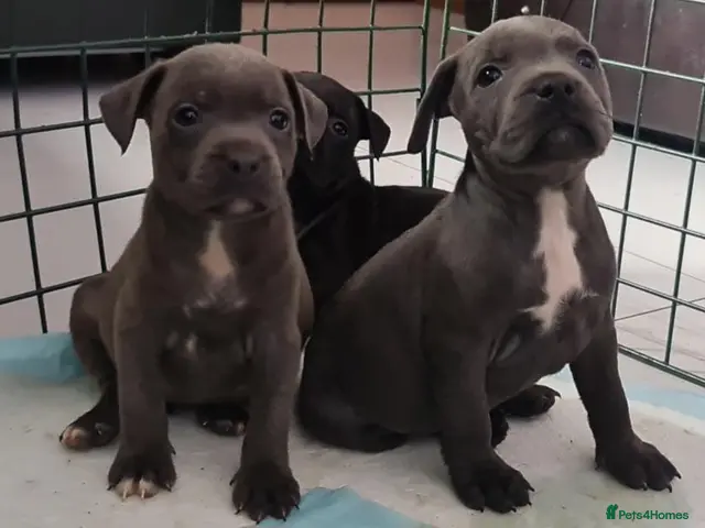 Staffordshire Bull Terrier dogs for sale: Amazing Champion Bred Blue and Black staffys - Advert 5