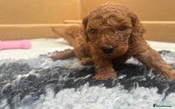 Cavapoo dogs for sale: Fox RED Cavapoo Puppies - Image 31