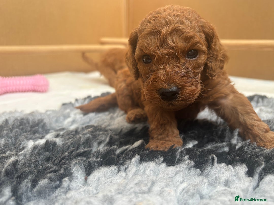 Cavapoo dogs for sale: Fox RED Cavapoo Puppies - Image 31