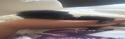 Mixed Breed cats for sale: 6 beautiful kittens  - Advert 8