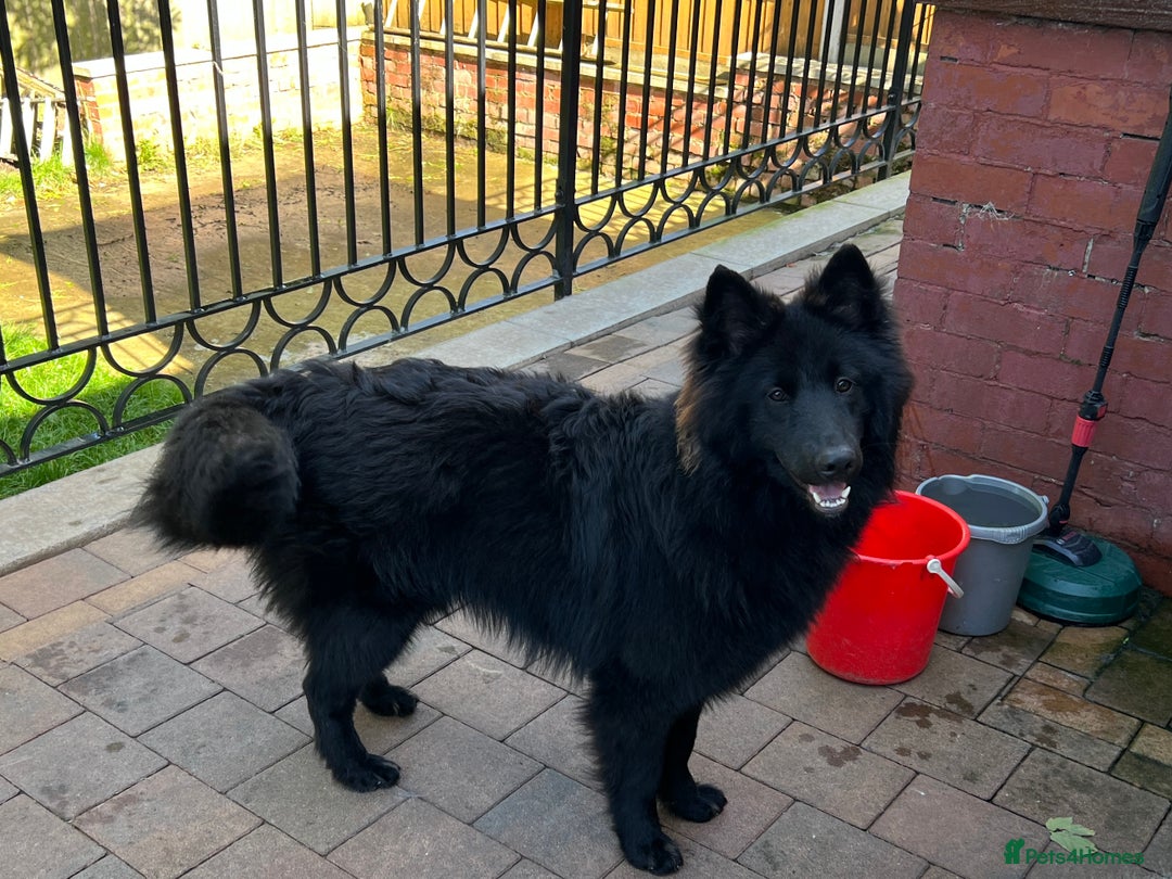 German Shepherd dogs for stud: Black German Shepherd at Stud - Image 11