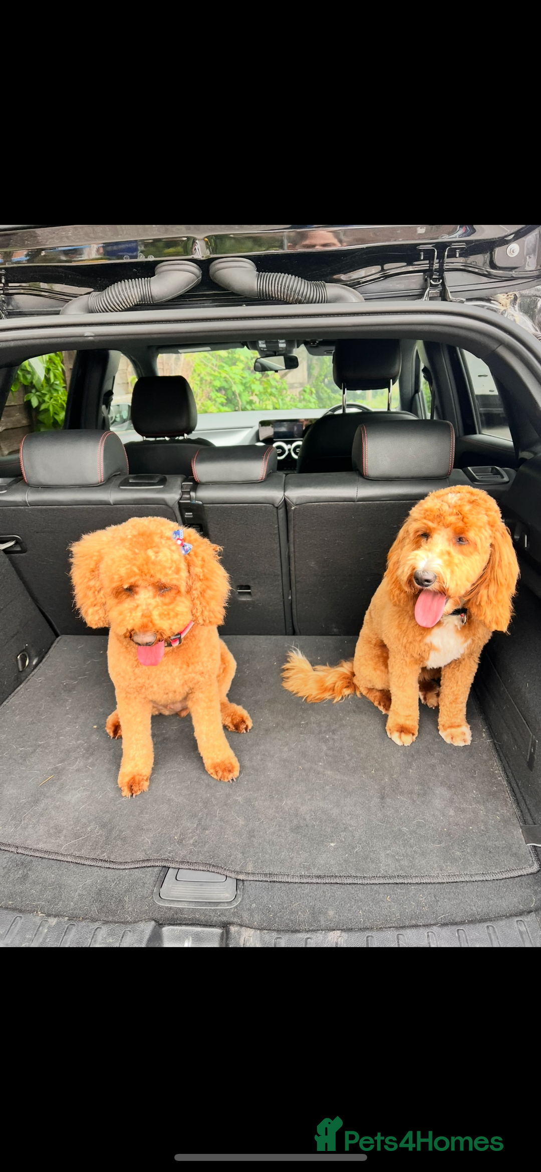 Cockapoo dogs for sale: READY TO LEAVE NOW Stunning Cockapoo Puppies - Image 13