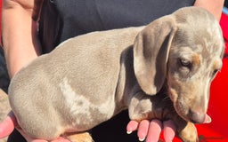 Dachshund dogs for sale: Beautiful kc isabella dapple dachshunds - Image 13