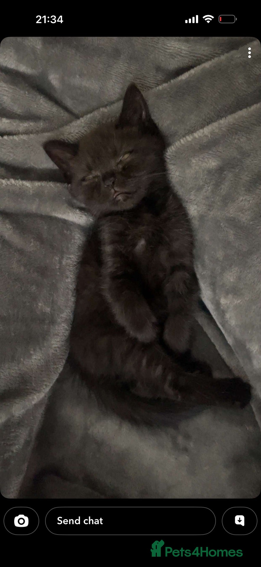 Exotic cats Exotic  ** d beautiful kitten  - Advert 1