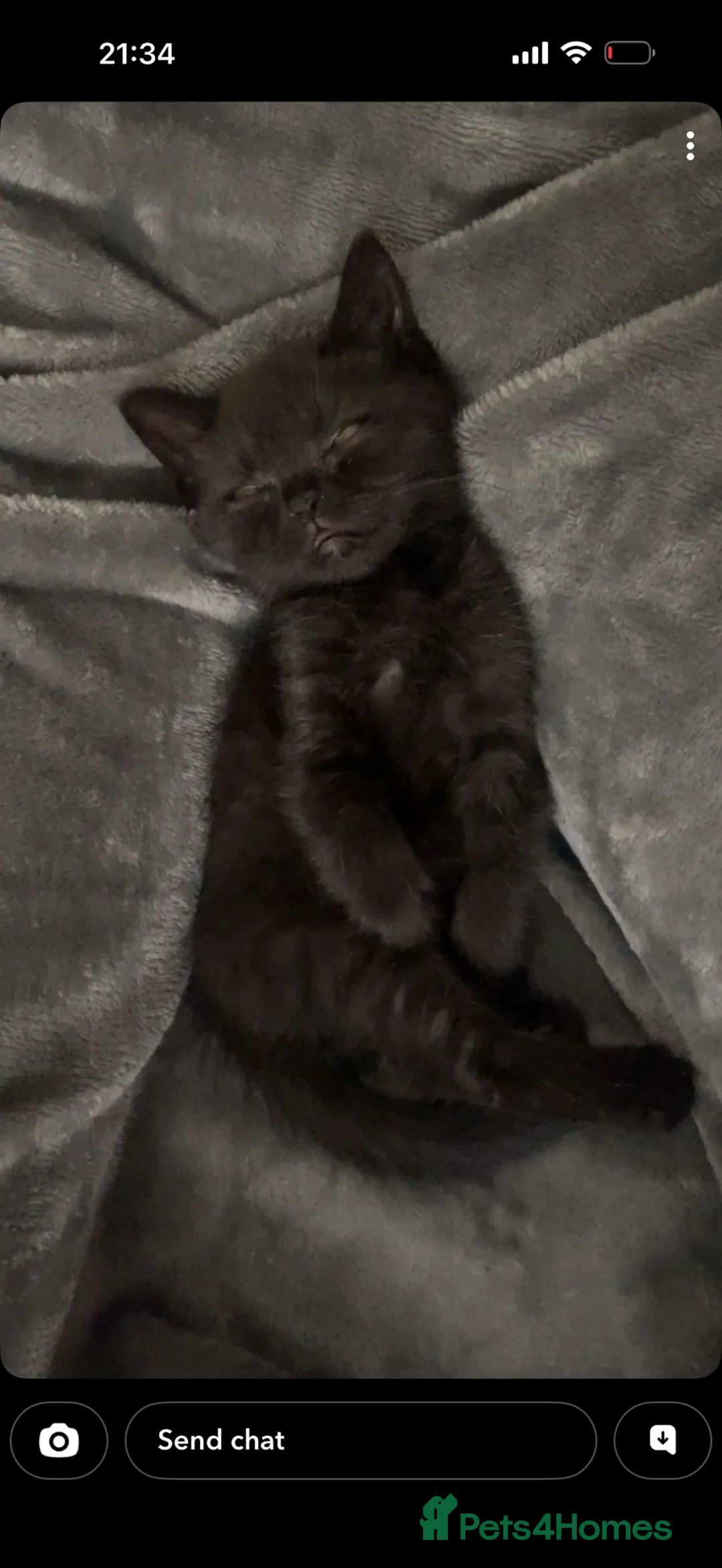 Exotic cats for sale: Exotic beautiful kitten  in Southampton - Advert 1