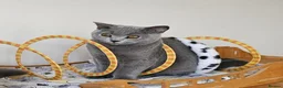 British Shorthair cats for sale: Stunning British Shorthair blue kittens NEUTERED - Advert 6
