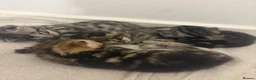 Bengal cats for sale: 4 beautiful part bengal kittens  - Advert 8