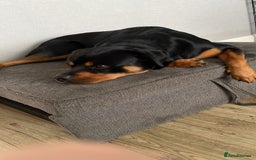 Rottweiler dogs for sale: 1 and a half year old boy - Image 1
