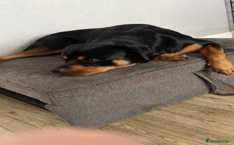 Rottweiler dogs - Advert 1