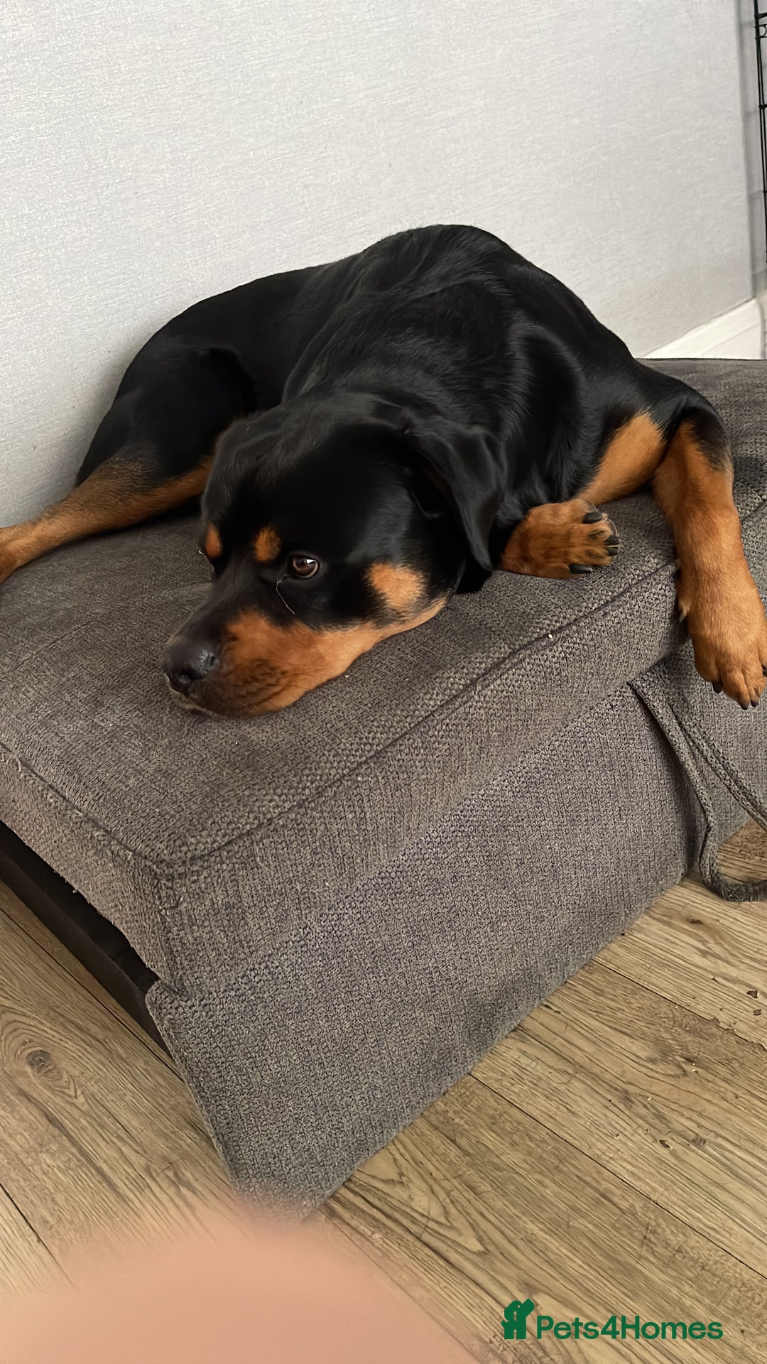 Rottweiler dogs for sale: 1 and a half year old boy - Image 1