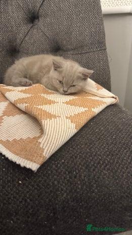 British Shorthair cats - Advert 6