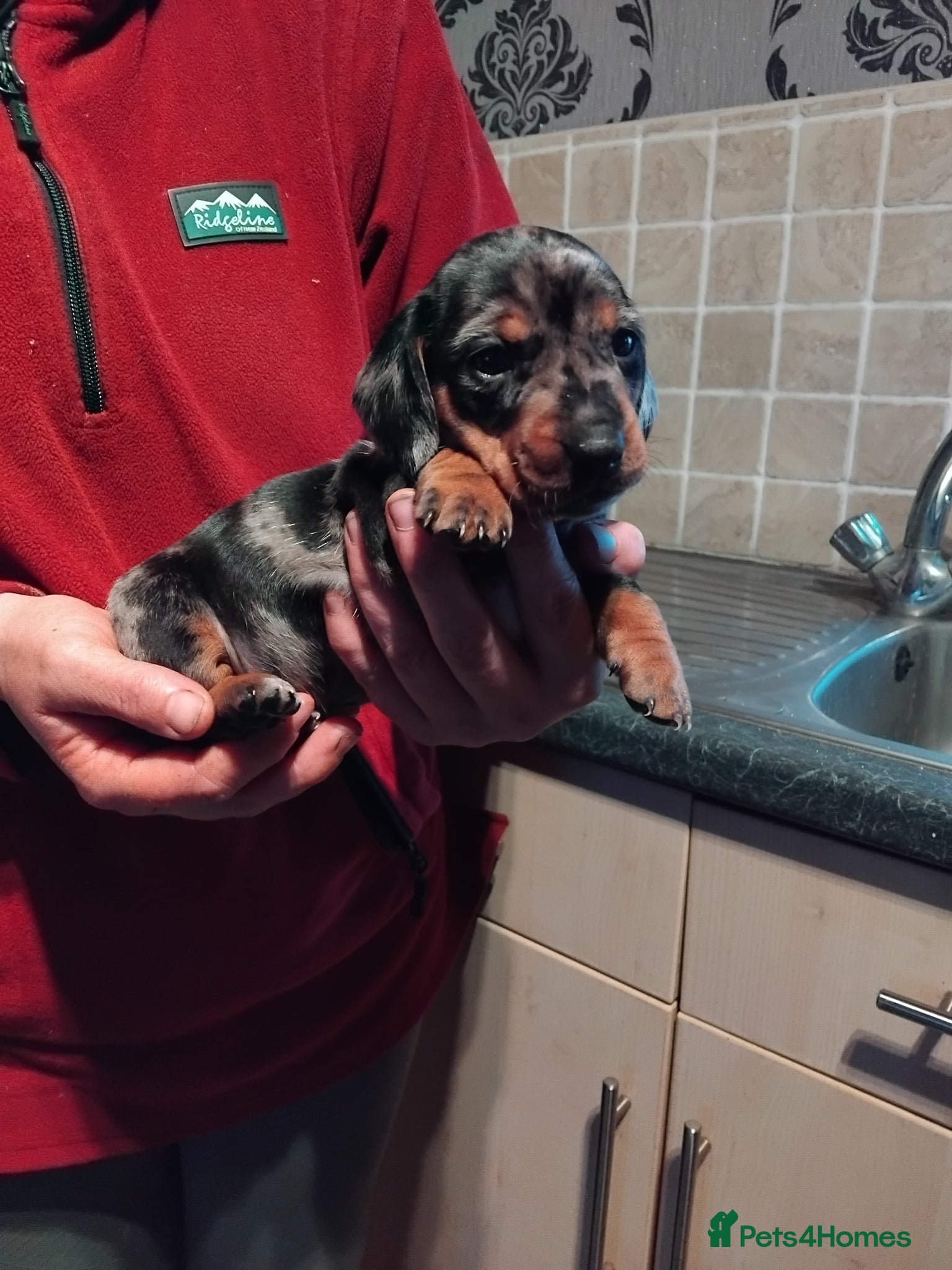 Miniature Dachshund dogs Miniature dachshund  - Advert 1