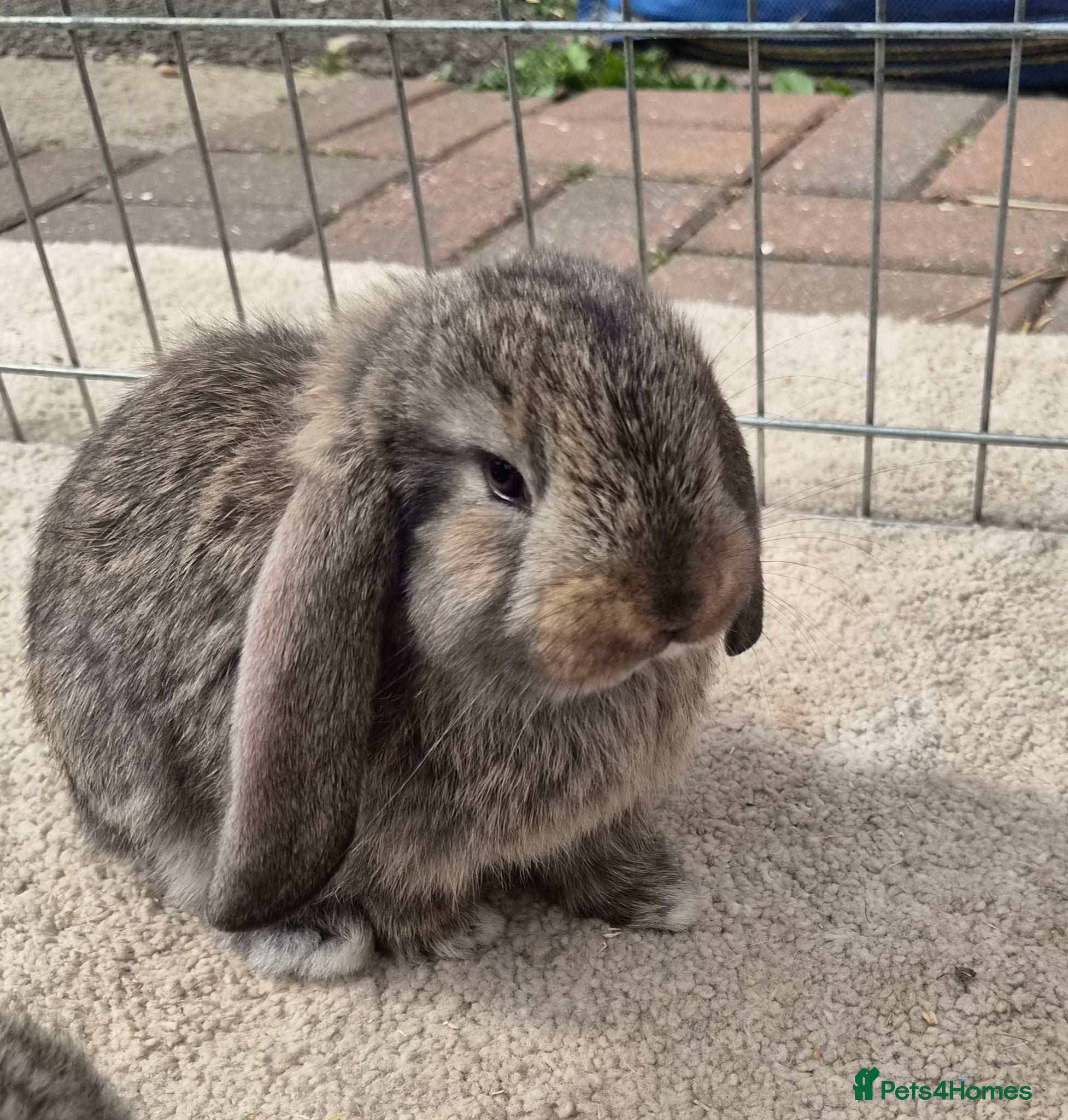 French Lop rabbits 10 beautiful show quality french lop kits  - Advert 2